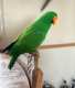 Eclectus