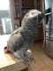 African Grey