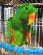 Eclectus