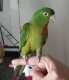 Conure