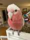 Galah Cockatoo