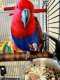 Eclectus