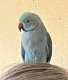 Indian Ringneck Parakeet