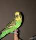 Parakeet