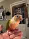 Conure