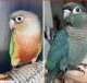 Conure