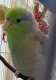 Parrotlet