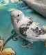 Budgerigar