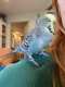 Budgerigar