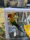 Conure