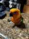 Conure