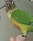 Conure