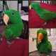 Eclectus