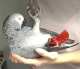 African Grey