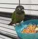 Conure