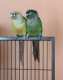 Conure