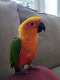 Conure