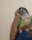 Conure