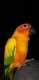 Conure