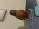 Conure