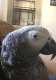 African Grey