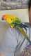 Conure