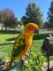 Conure