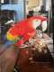 Macaw