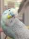 Budgerigar