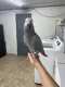 African Grey