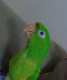 Conure