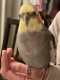 Cockatiel