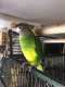 Conure