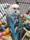 Budgerigar