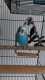 Budgerigar