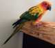 Conure