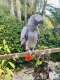 African Grey