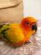 Conure