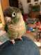 Conure