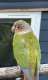 Conure