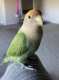 Lovebird