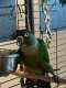 Conure