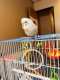 Budgerigar