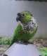 Conure