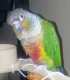 Conure