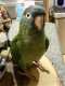 Conure