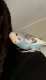 Budgerigar