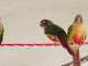 Conure