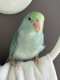 Parrotlet