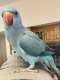 Indian Ringneck Parakeet